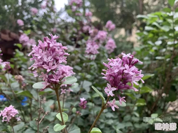 丁香六月久久婷婷开心全城热议的夏季狂欢节即将开启，精彩活动和丰厚奖品等你来参与！